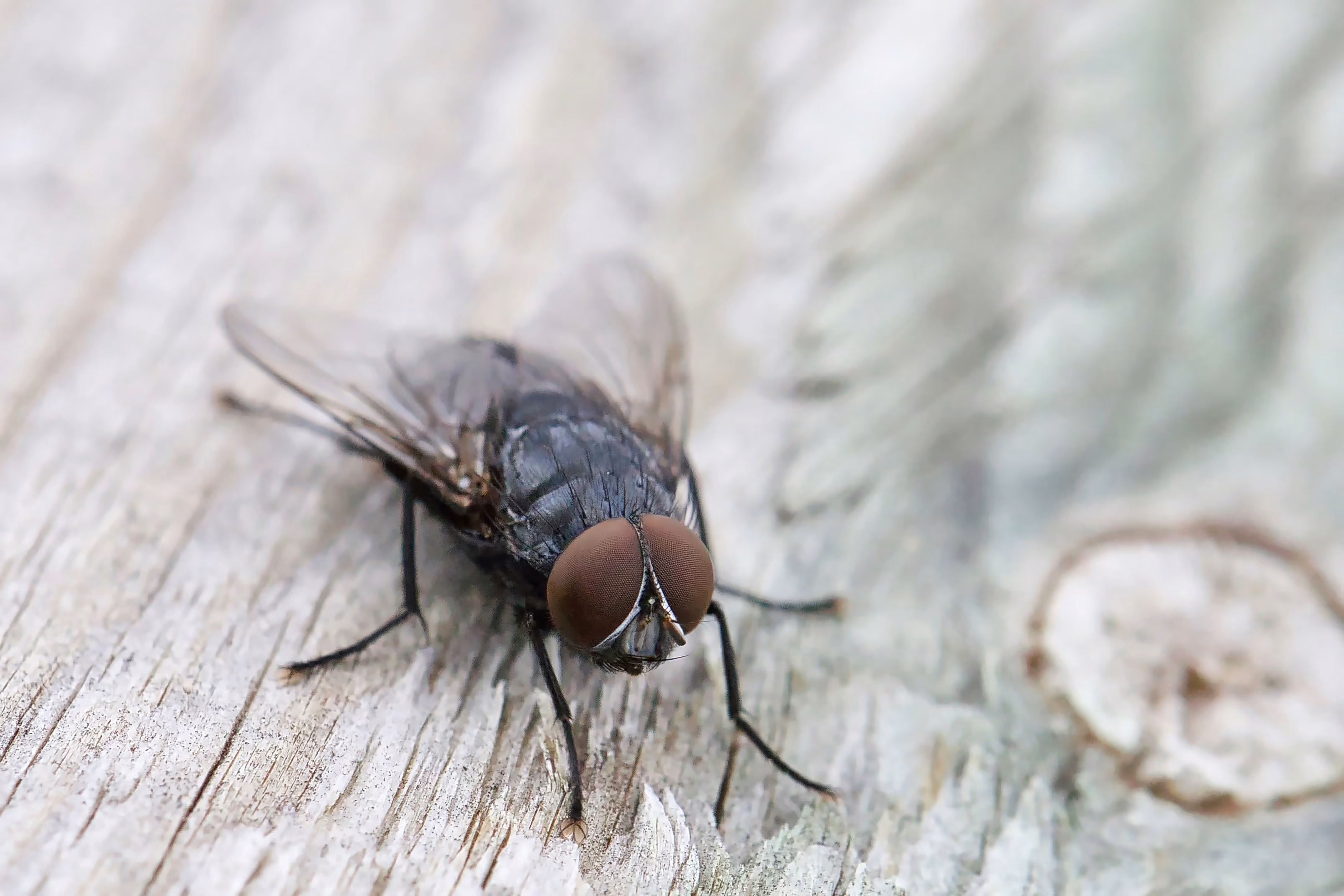 Mosca