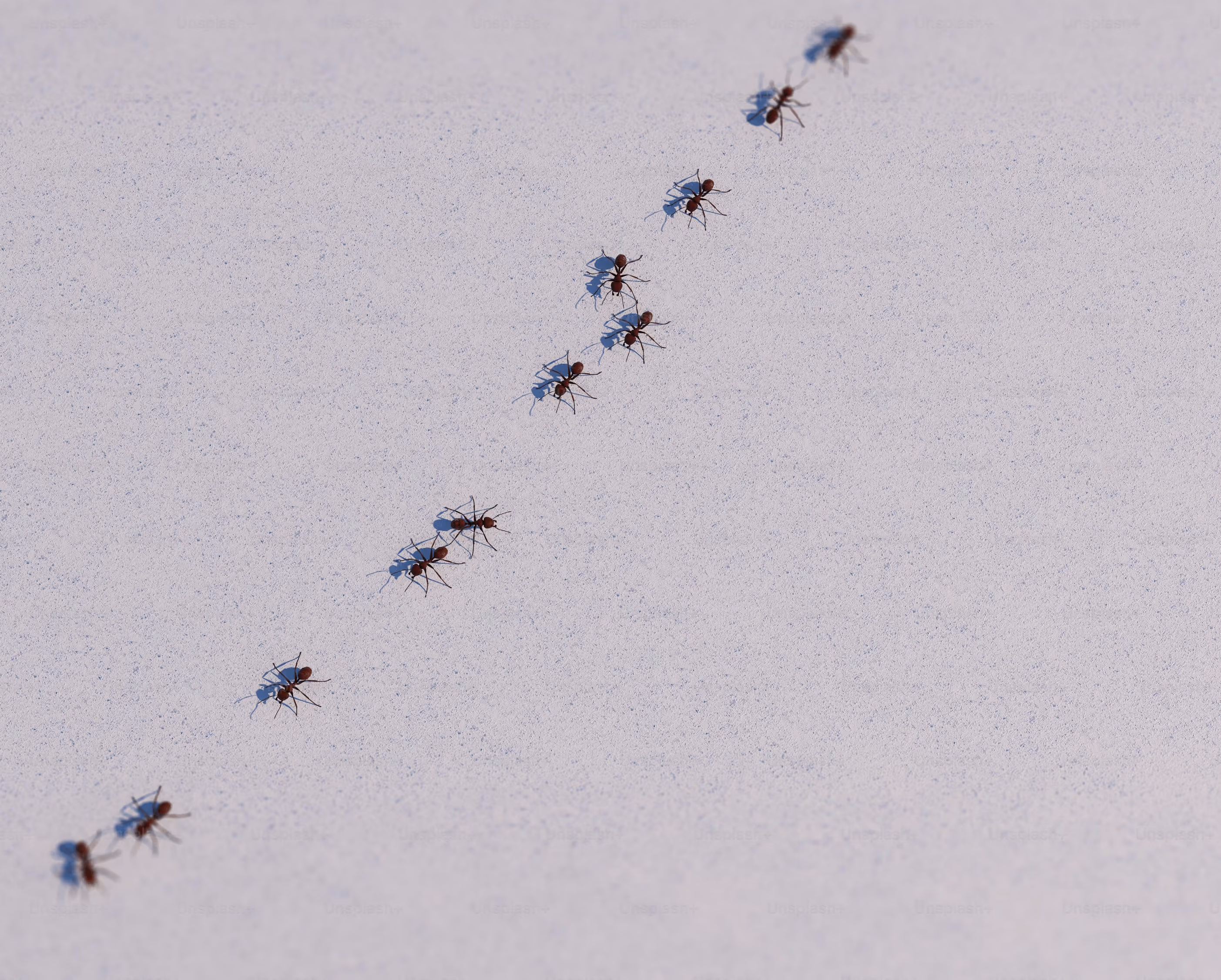 Inspection of an indoor environment for crawling insects