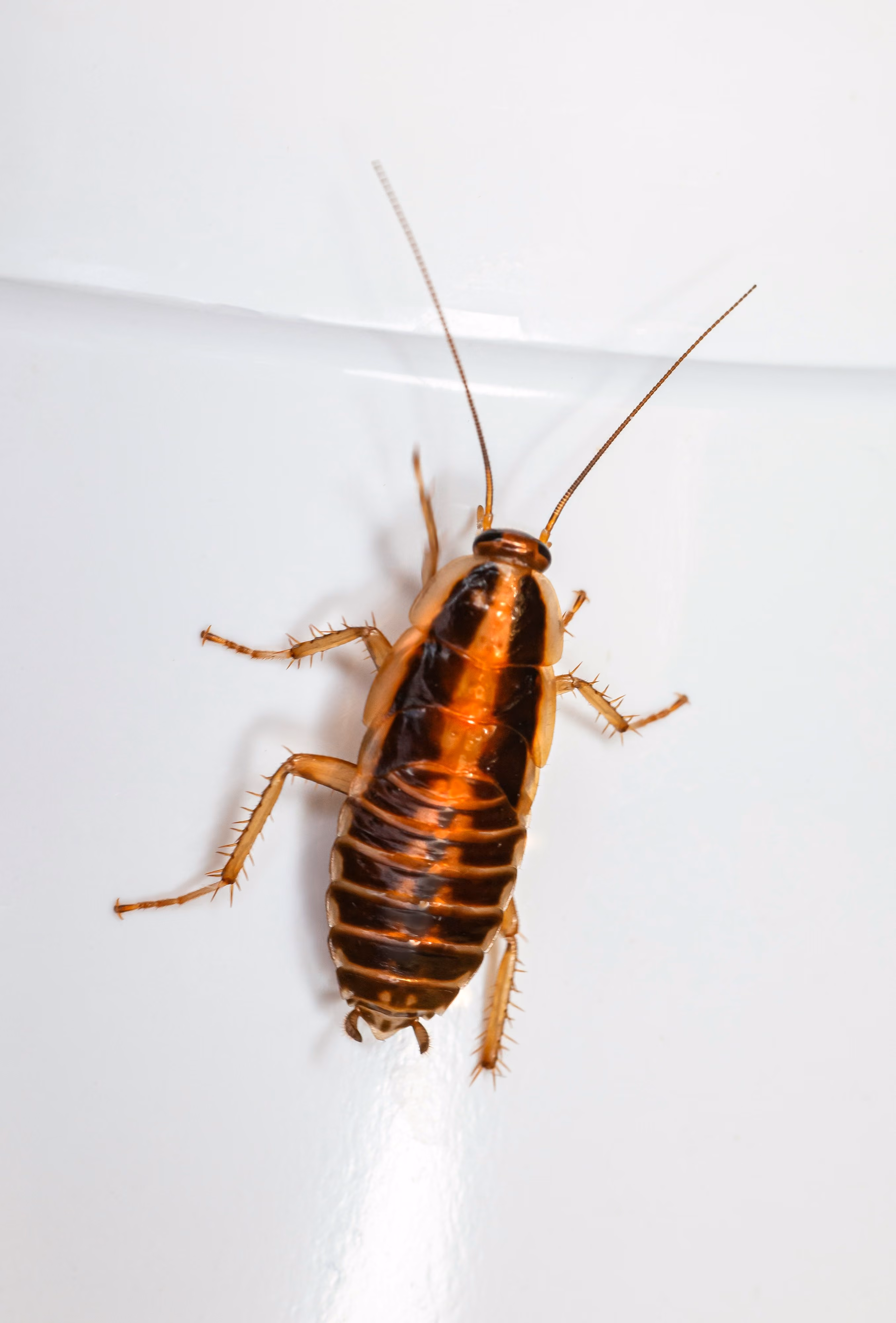 Controlled application for managing cockroaches and ants