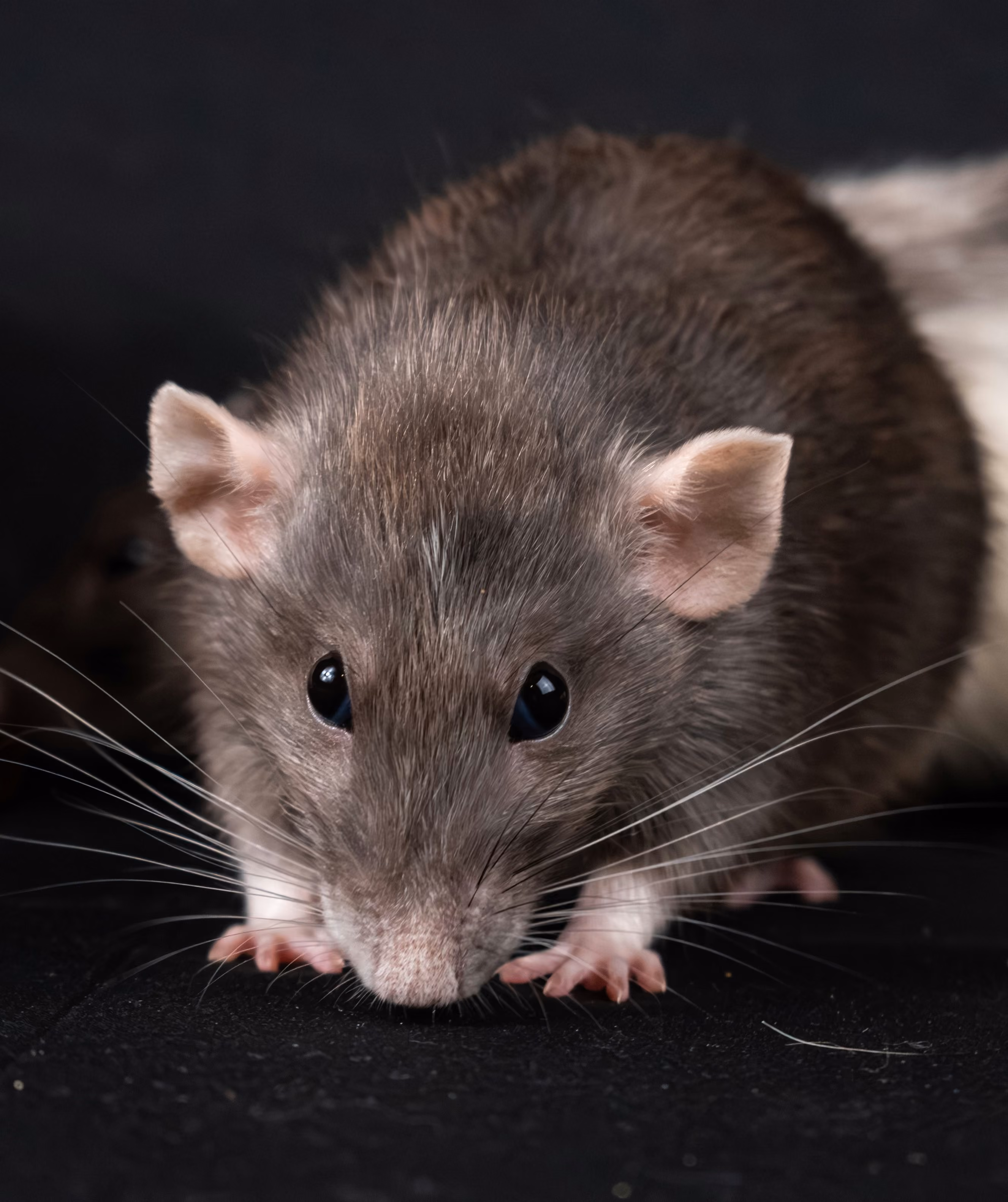 Inspection of an indoor environment affected by rodents